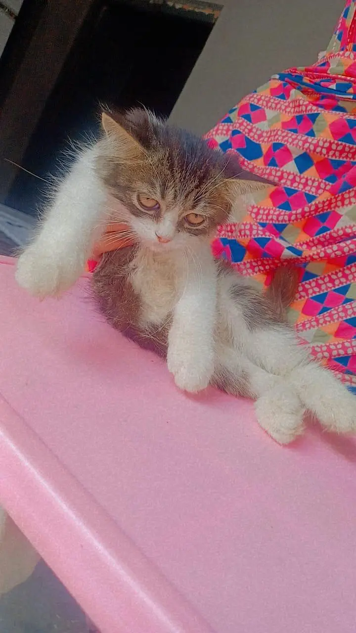 persian caten — photo 4