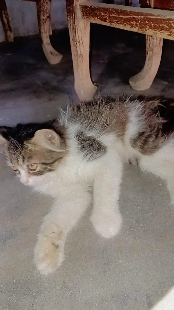 persian caten — photo 5