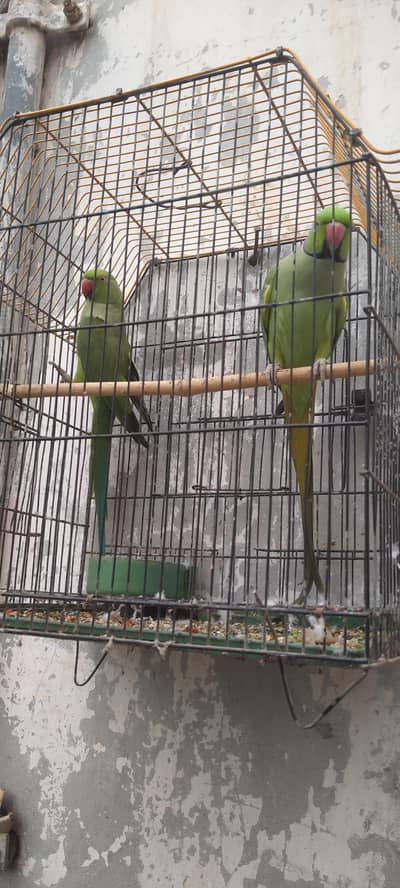 Green parrot pair