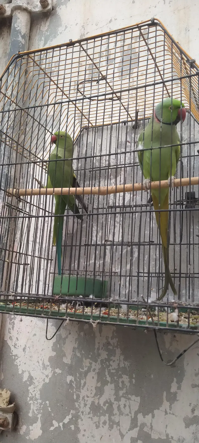 Green parrot pair — photo 2