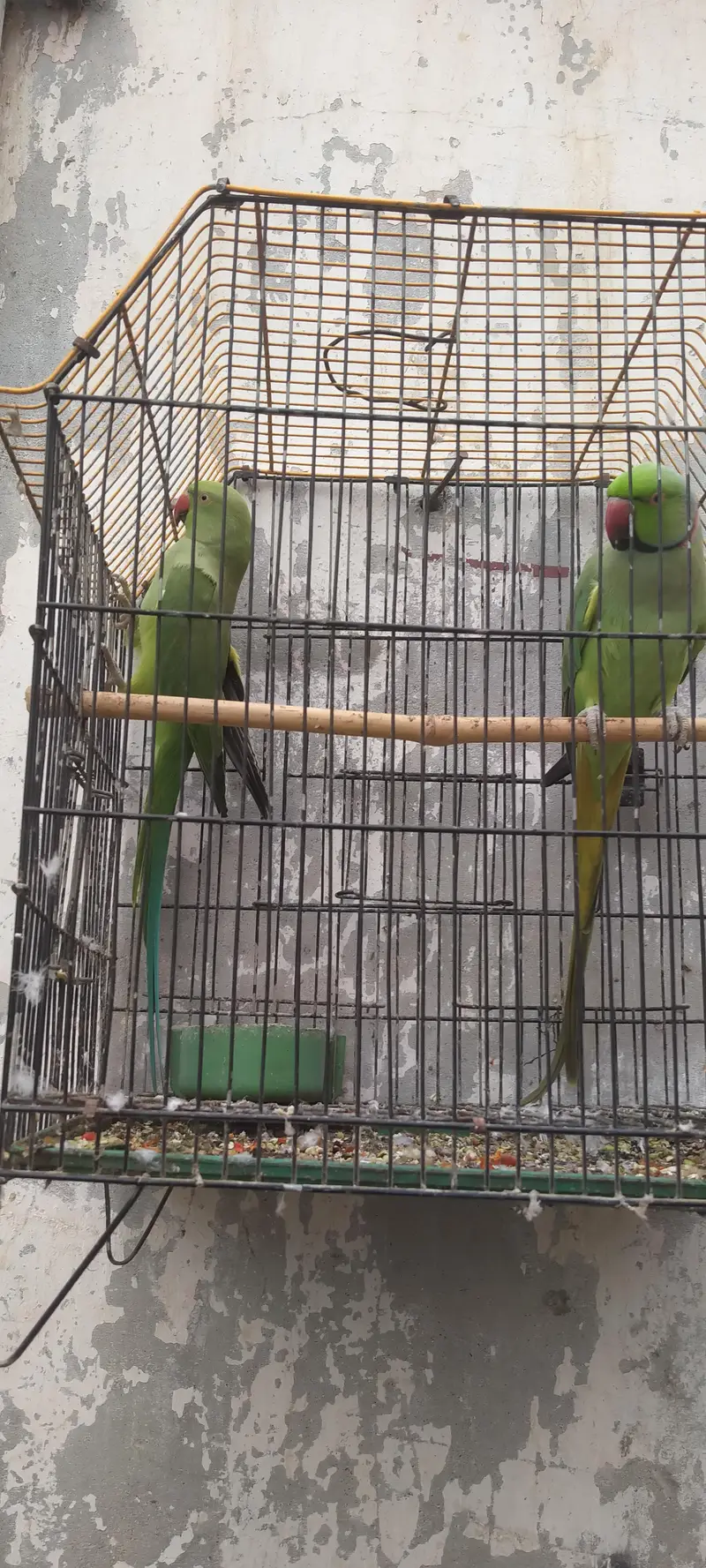 Green parrot pair — photo 3