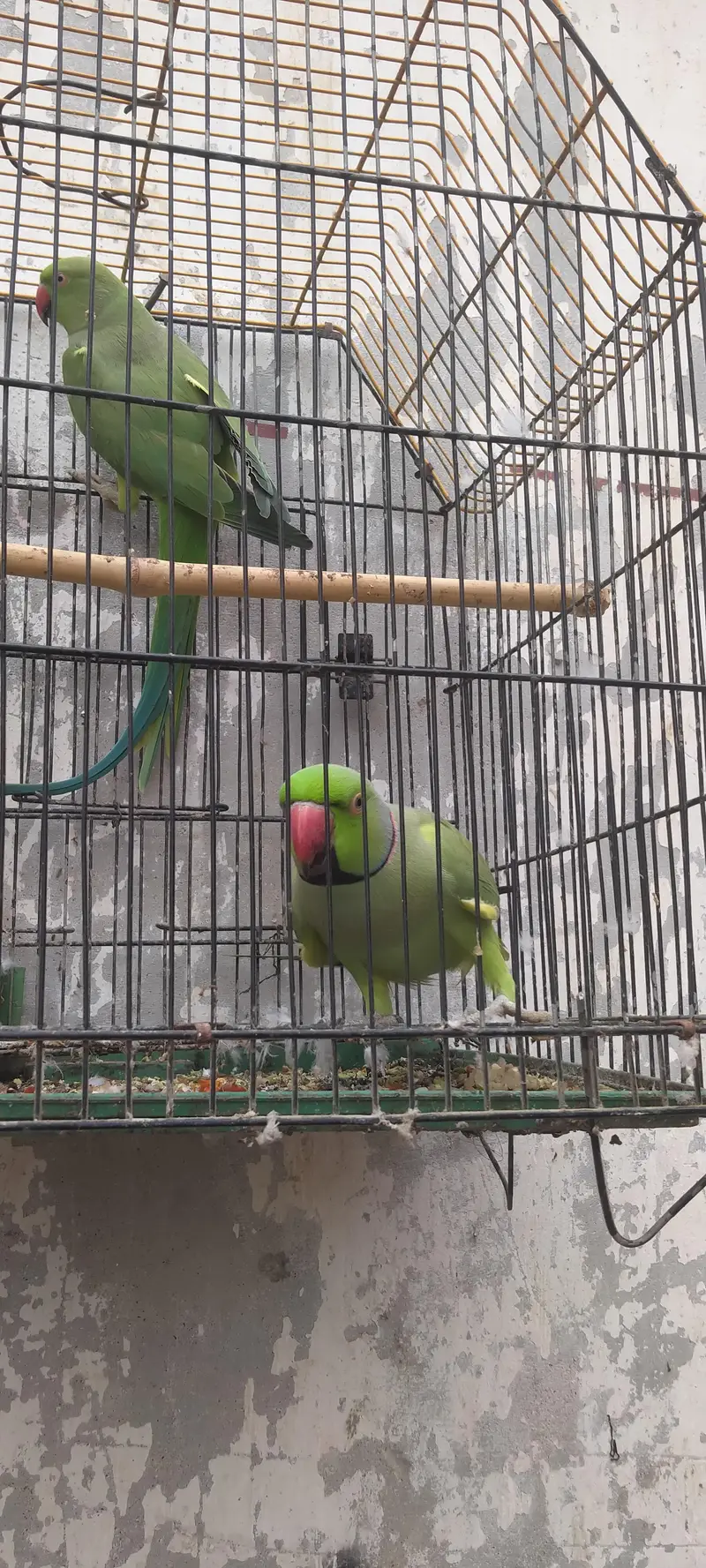 Green parrot pair — photo 4