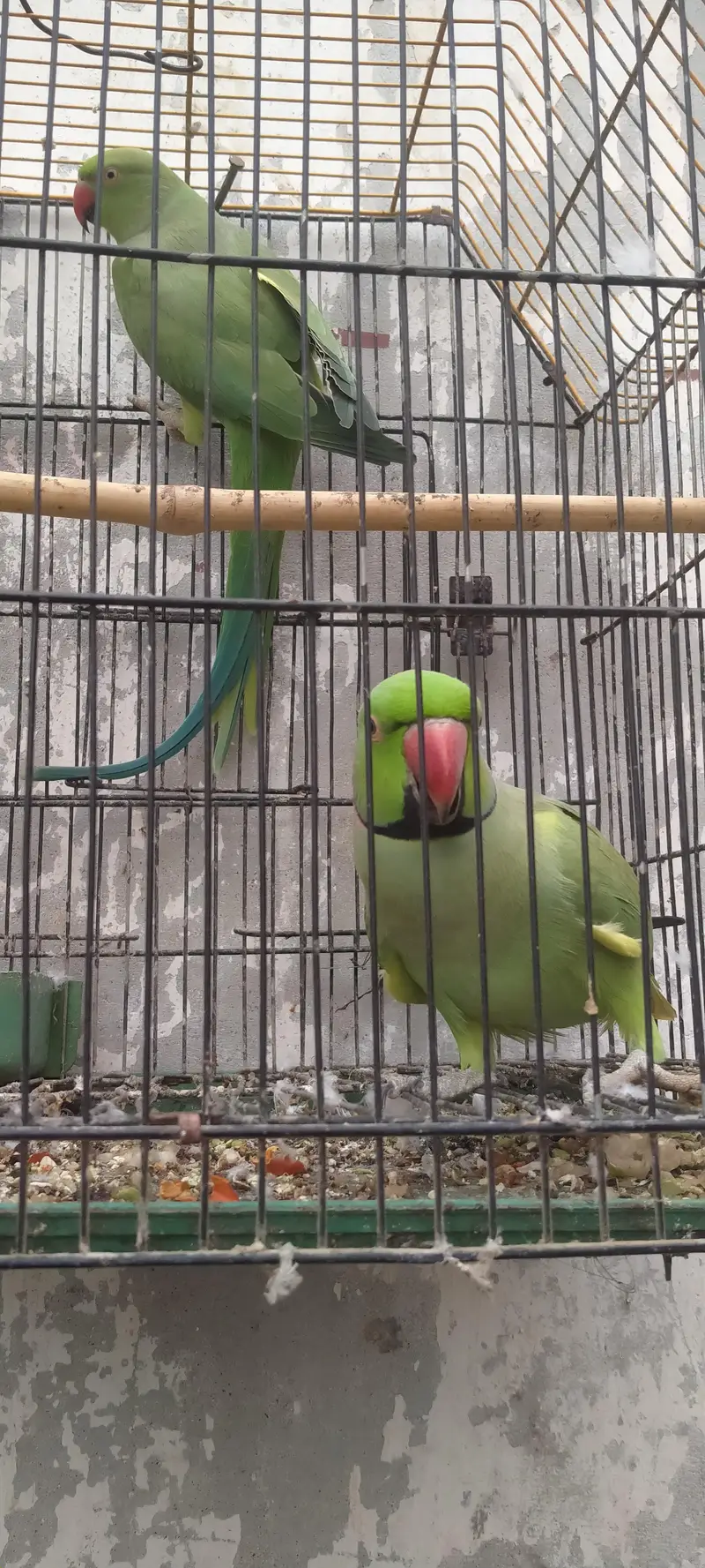 Green parrot pair — photo 5