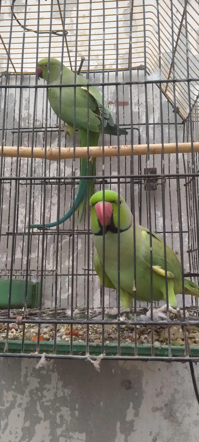 Green parrot pair — photo 6