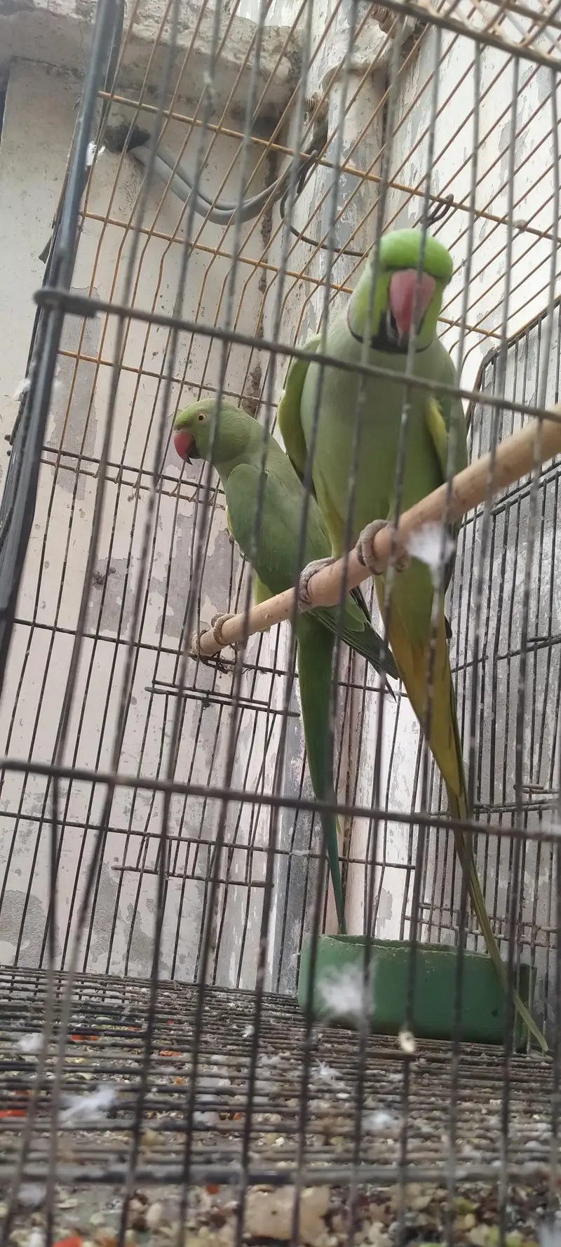 Green parrot pair — photo 7