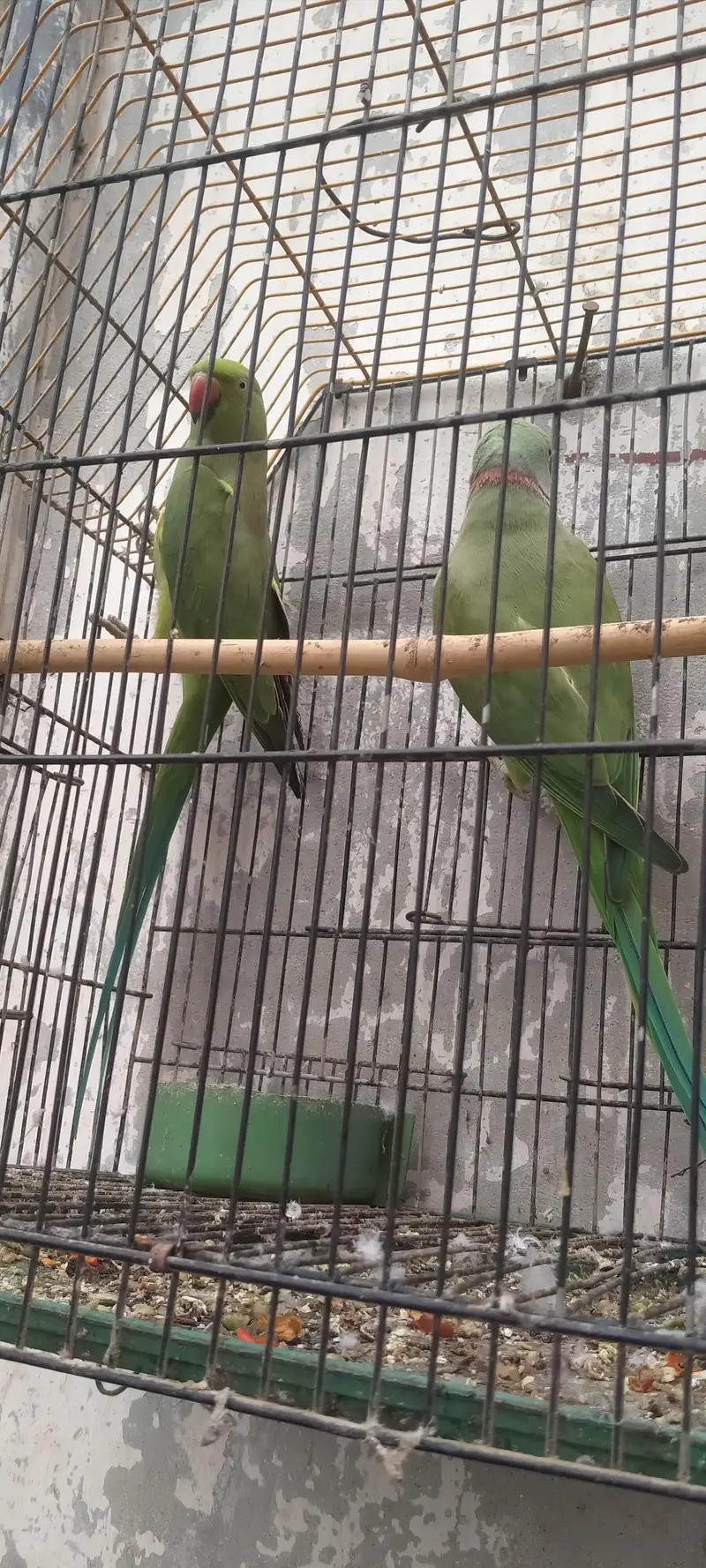 Green parrot pair — photo 8