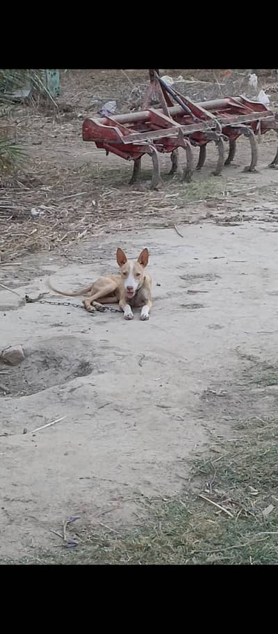 gultari dog for sale