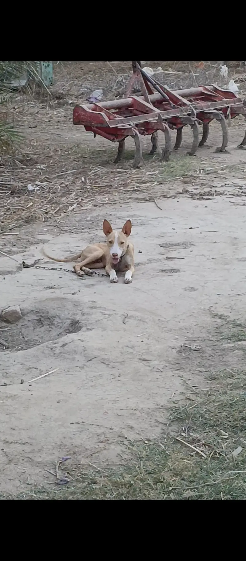 gultari dog for sale