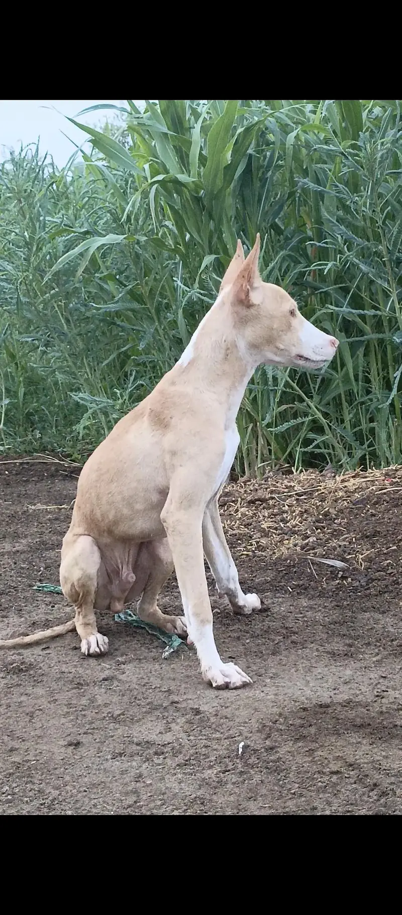 gultari dog for sale — photo 2