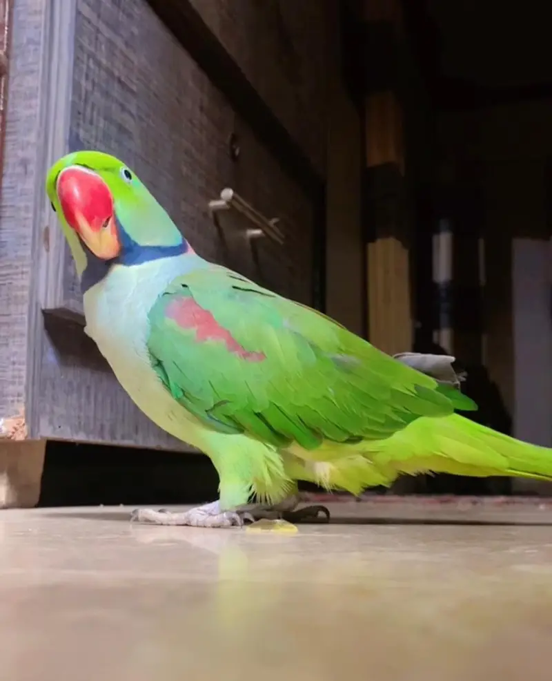 KASHMIRI RAW PARROT FULLY HAND TAMED TALKING BHI KARTA HAI. — photo 2