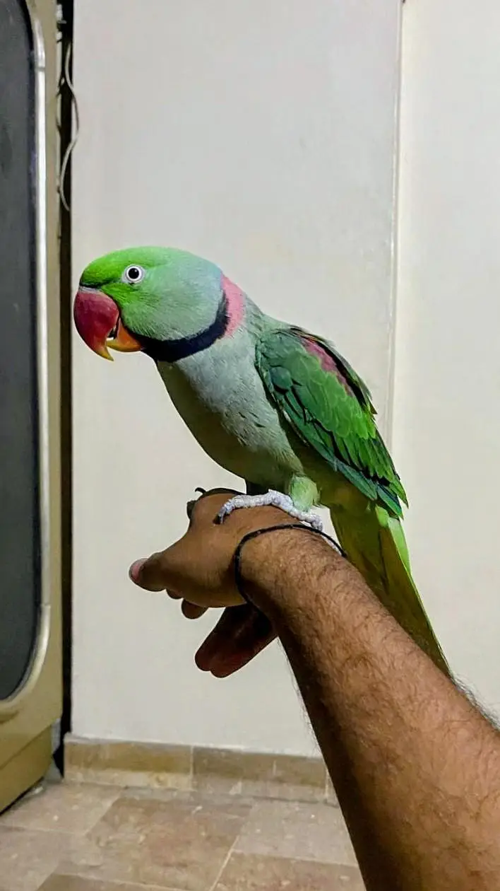 KASHMIRI RAW PARROT FULLY HAND TAMED TALKING BHI KARTA HAI. — photo 3