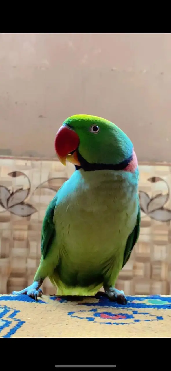 KASHMIRI RAW PARROT FULLY HAND TAMED TALKING BHI KARTA HAI. — photo 4