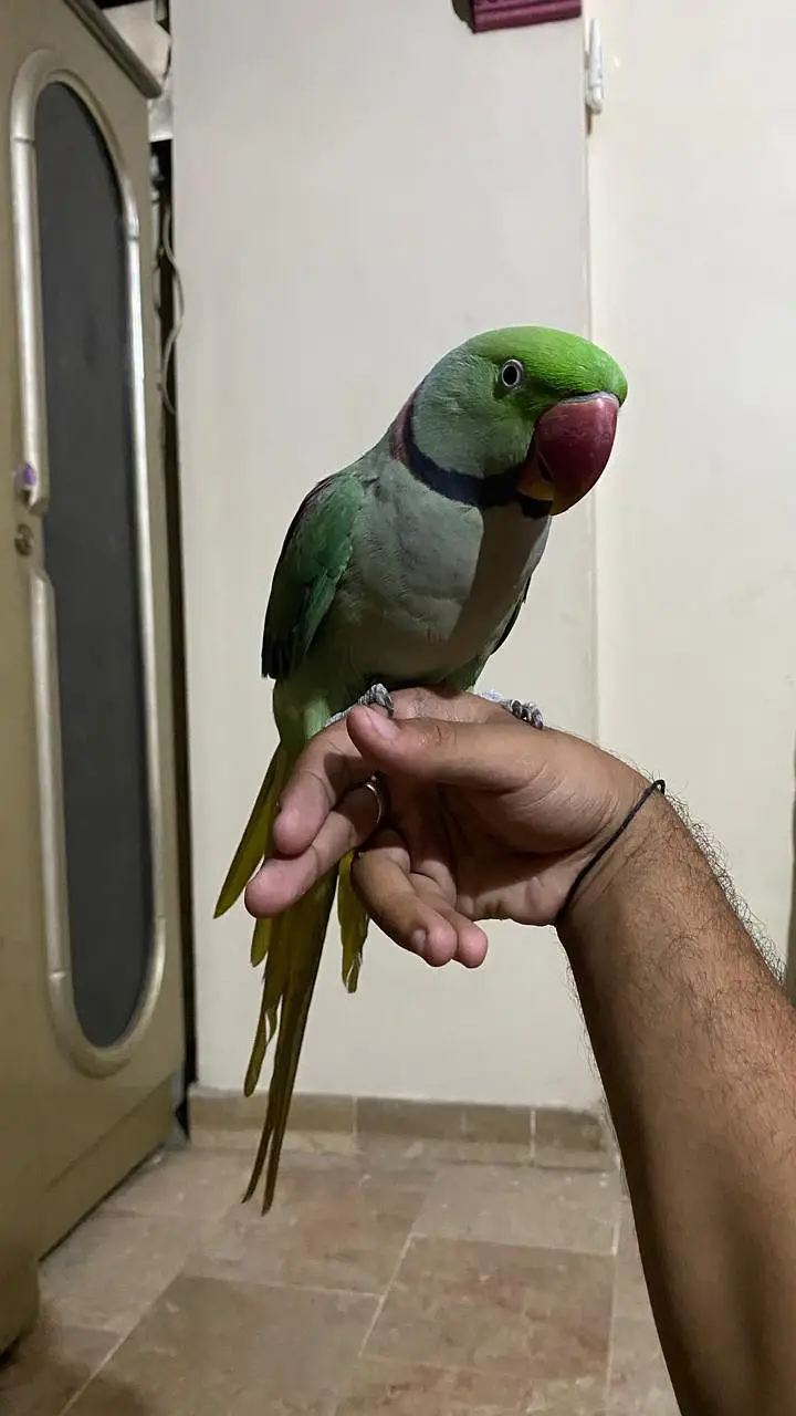 KASHMIRI RAW PARROT FULLY HAND TAMED TALKING BHI KARTA HAI. — photo 5