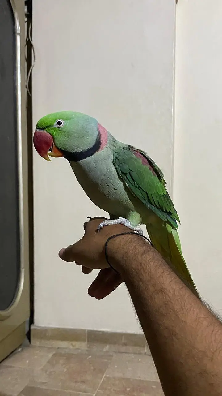 KASHMIRI RAW PARROT FULLY HAND TAMED TALKING BHI KARTA HAI. — photo 6