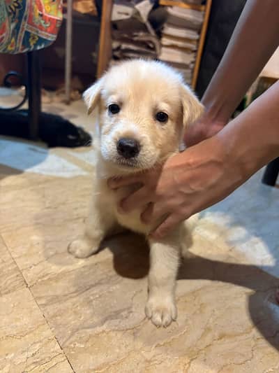 Golden Retriever Puppies