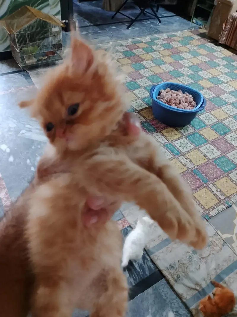 Beautiful Persian kittens — photo 4