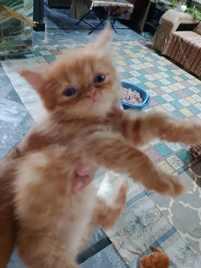 Beautiful Persian kittens — photo 5