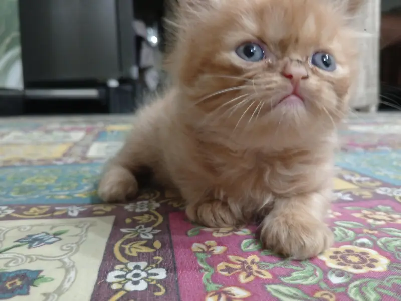 Beautiful Persian kittens — photo 6