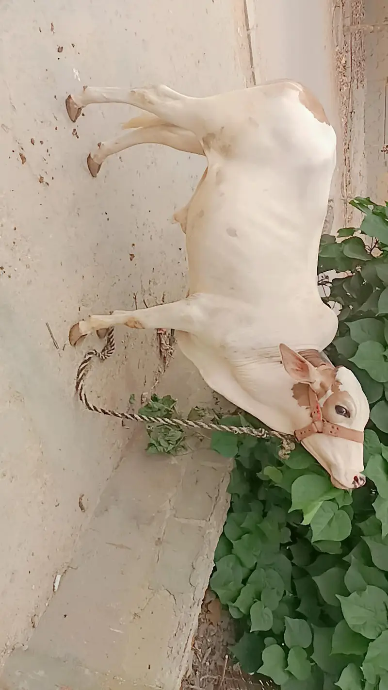 Cow Male Nukra Ablak for sale