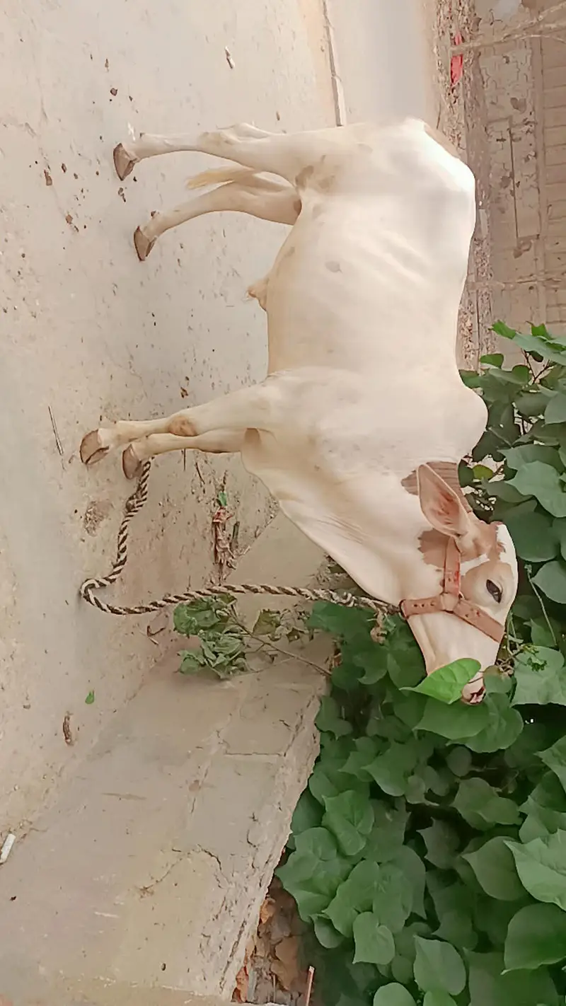 Cow Male Nukra Ablak for sale — photo 2