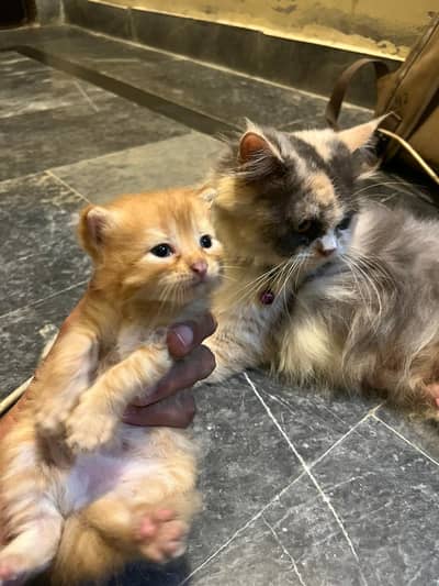 Title: Cute Ginger Orange Kitten