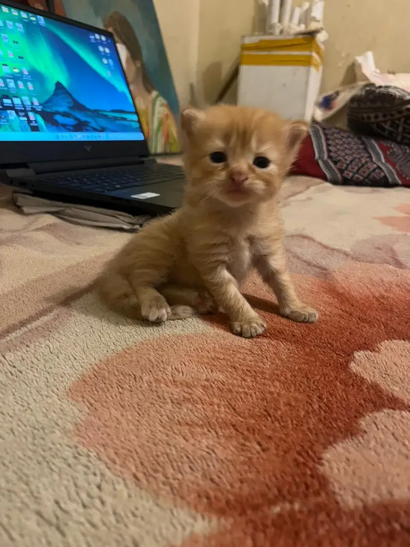 Title: Cute Ginger Orange Kitten — photo 3
