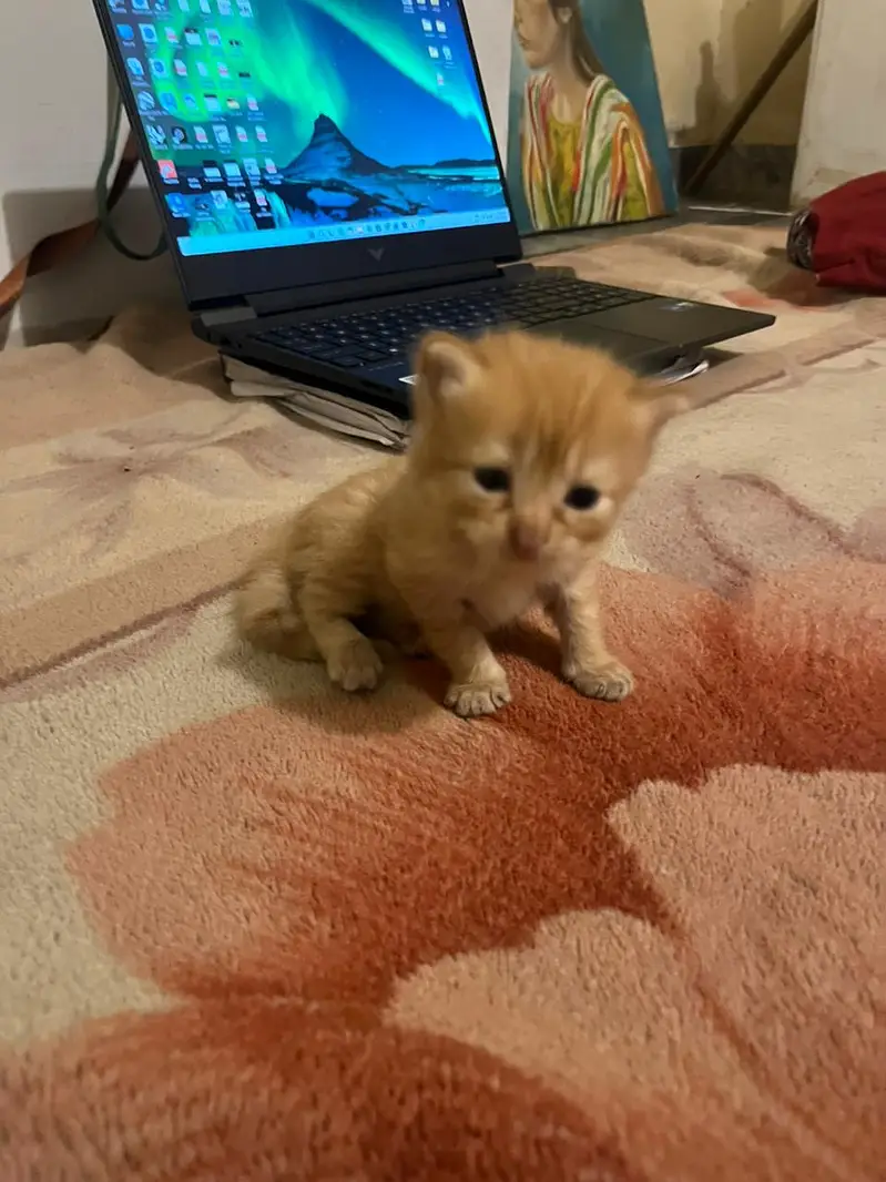 Title: Cute Ginger Orange Kitten — photo 4