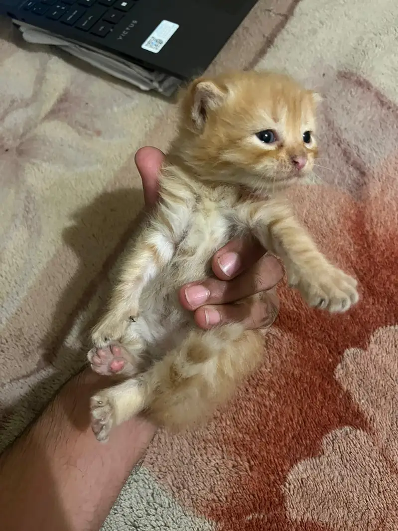 Title: Cute Ginger Orange Kitten — photo 5