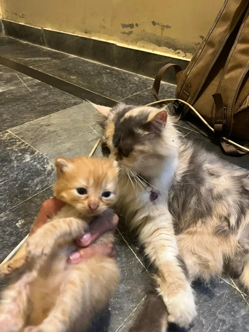 Title: Cute Ginger Orange Kitten — photo 6