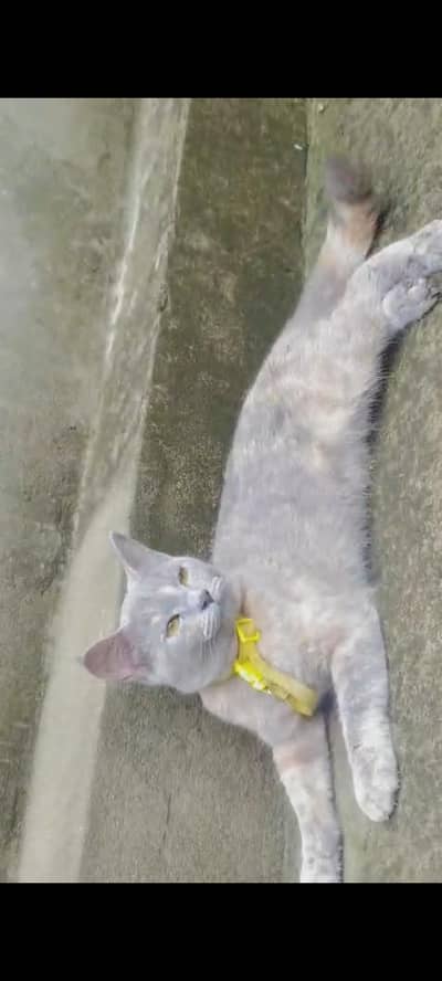 Dilute Calico / Blue-Cream (Domestic Medium Hair / Mix Persian)