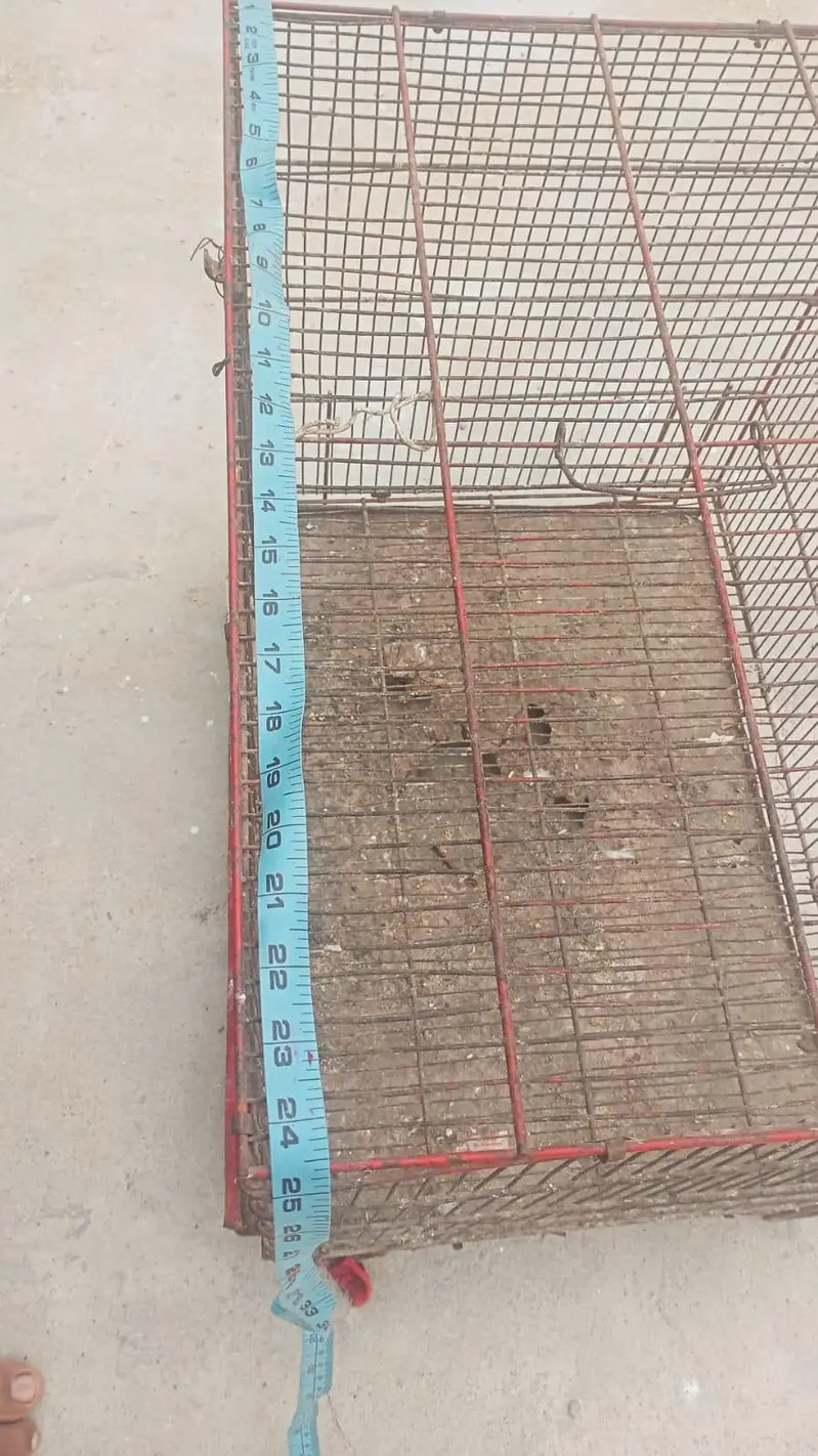 Birds cage — photo 2