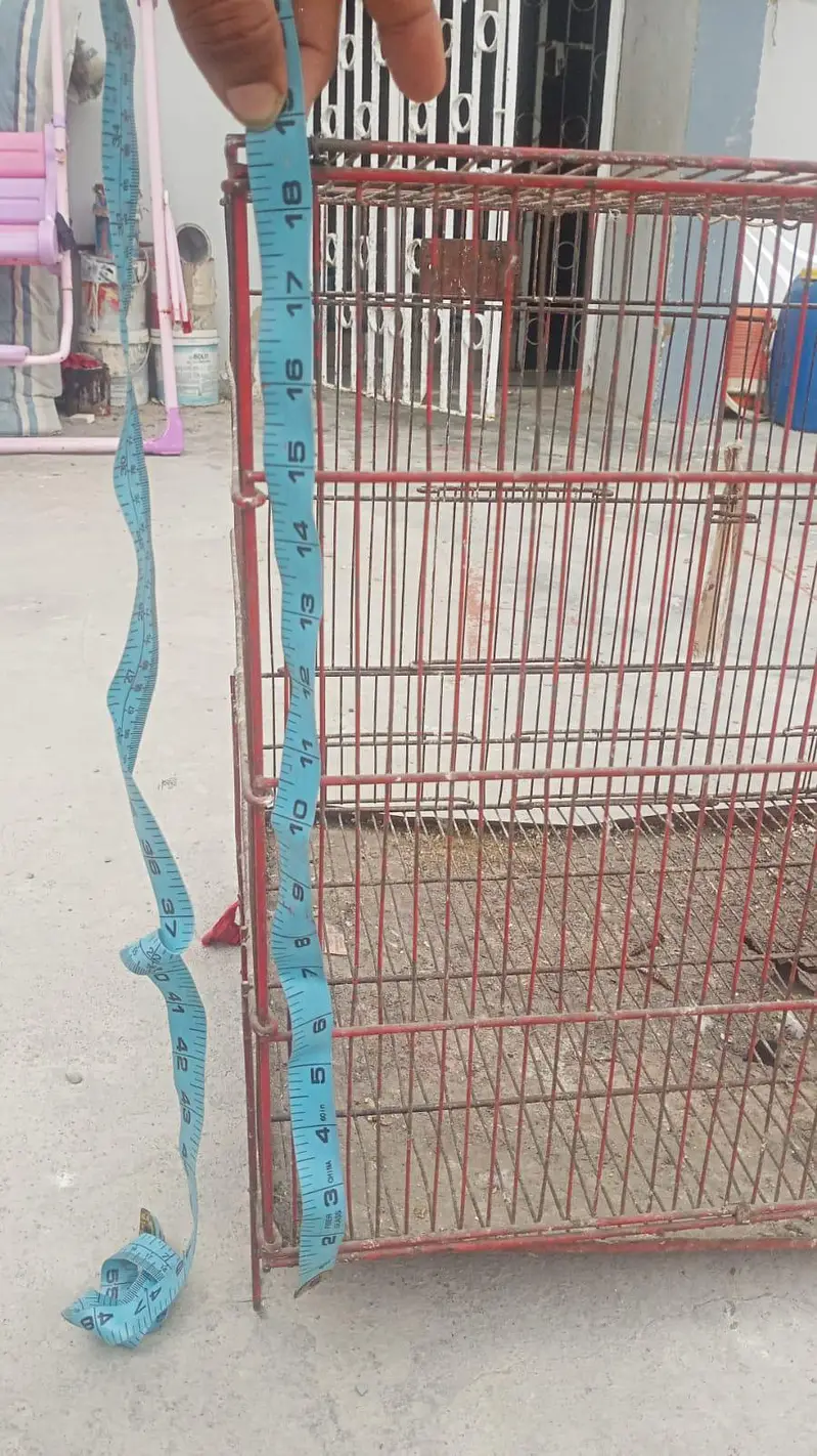 Birds cage — photo 3