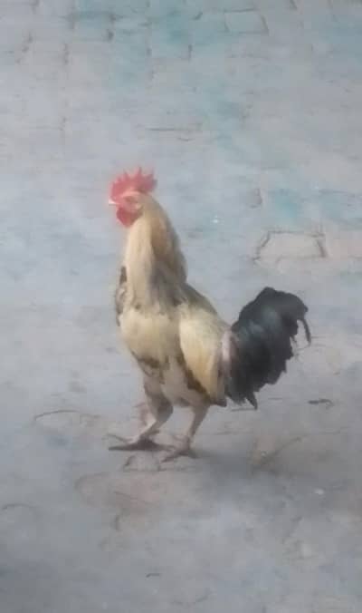 mojay paso ki zarorat ha