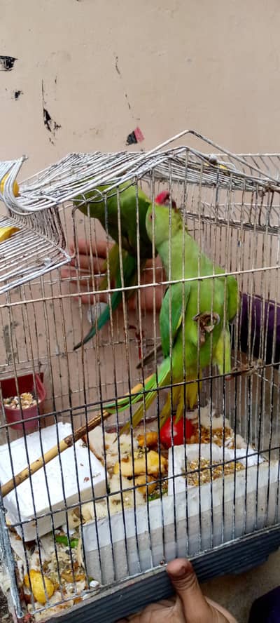 green parrot pair