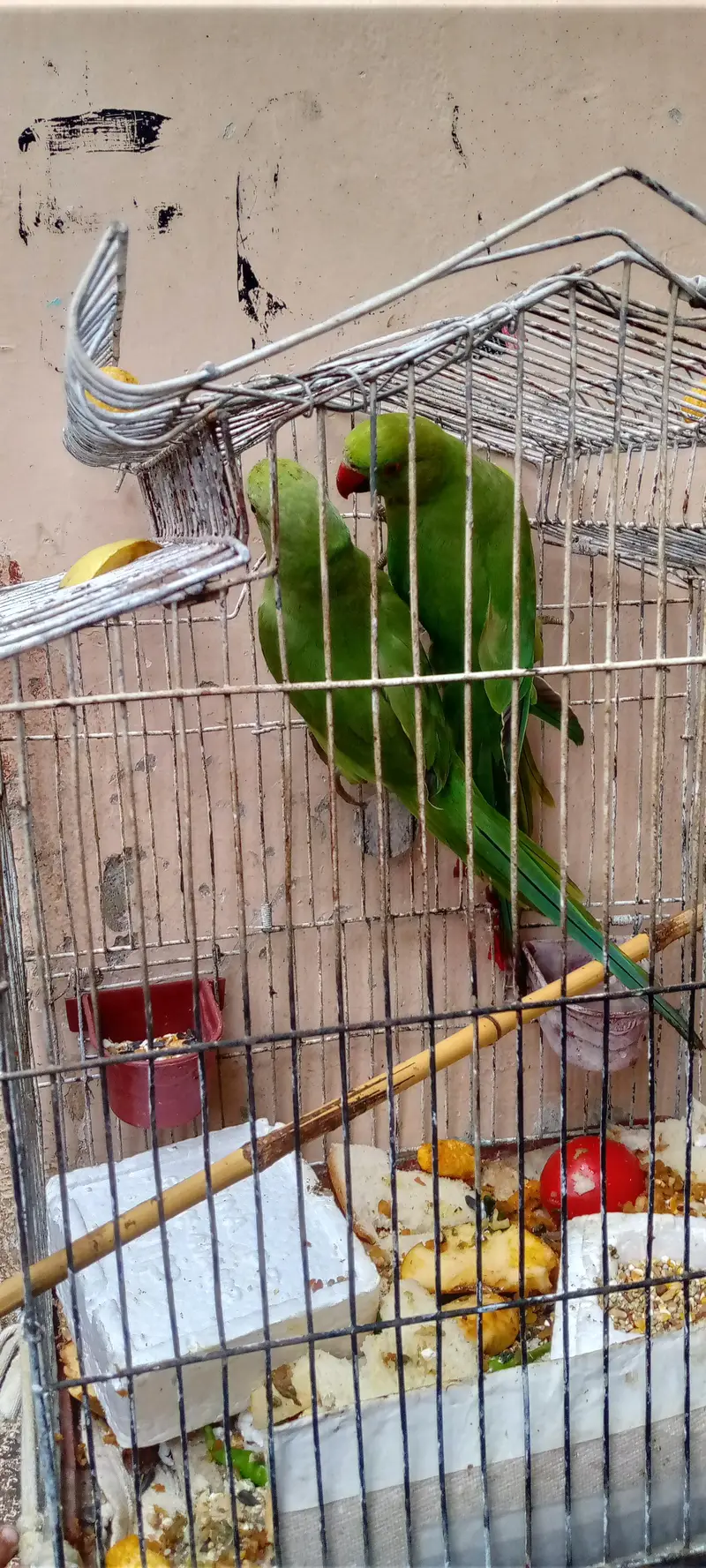 green parrot pair — photo 2