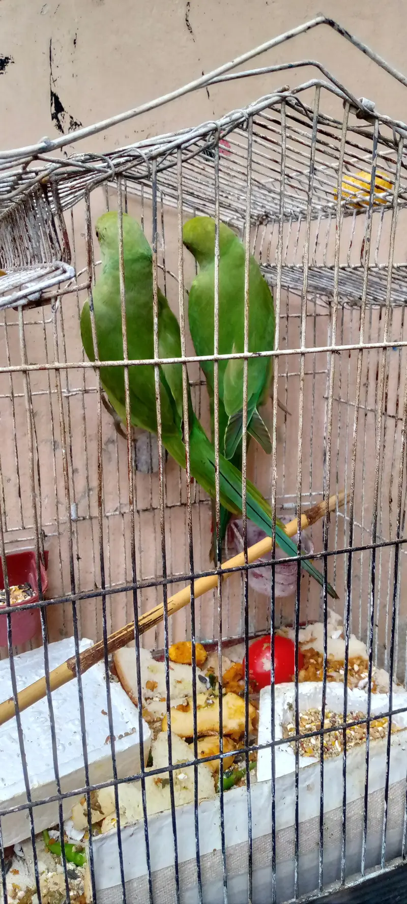 green parrot pair — photo 3