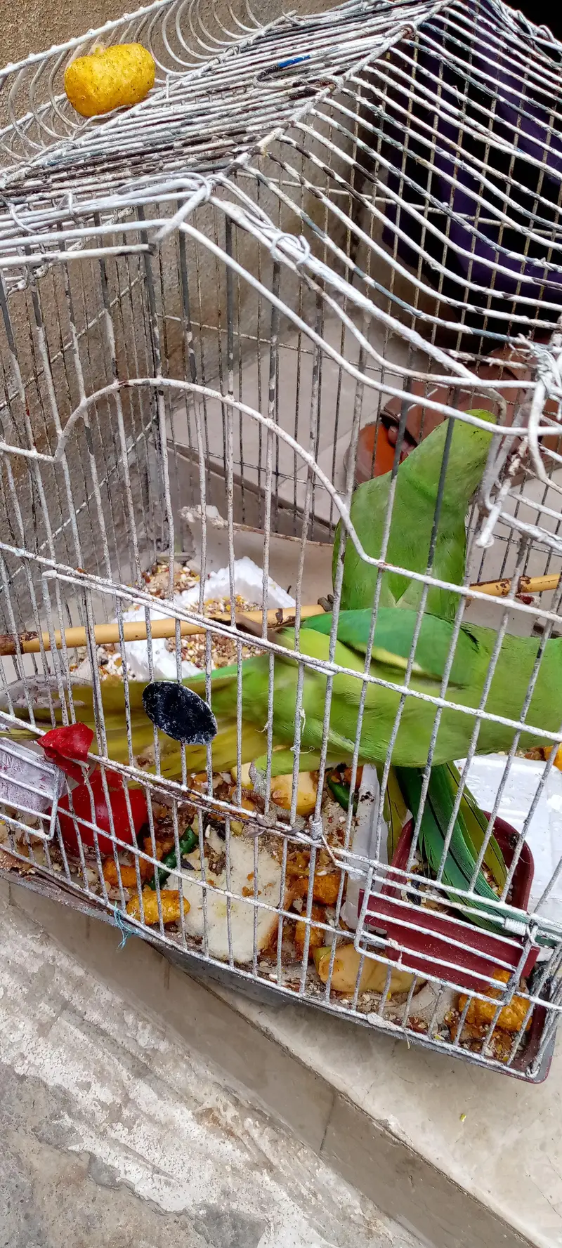 green parrot pair — photo 4