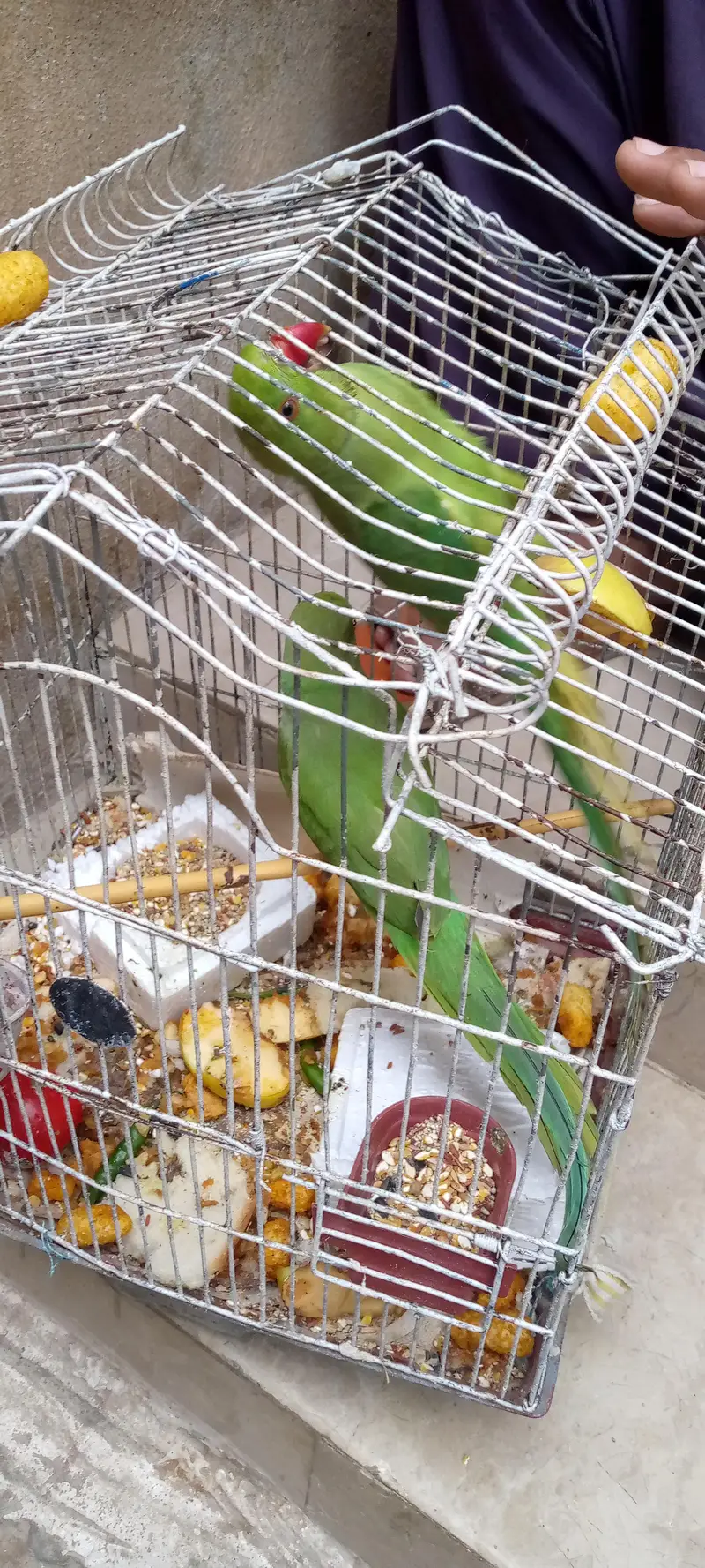 green parrot pair — photo 5