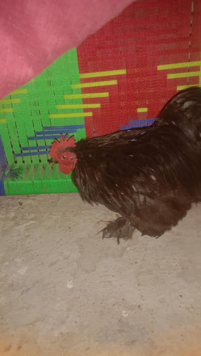 bantem male breeder