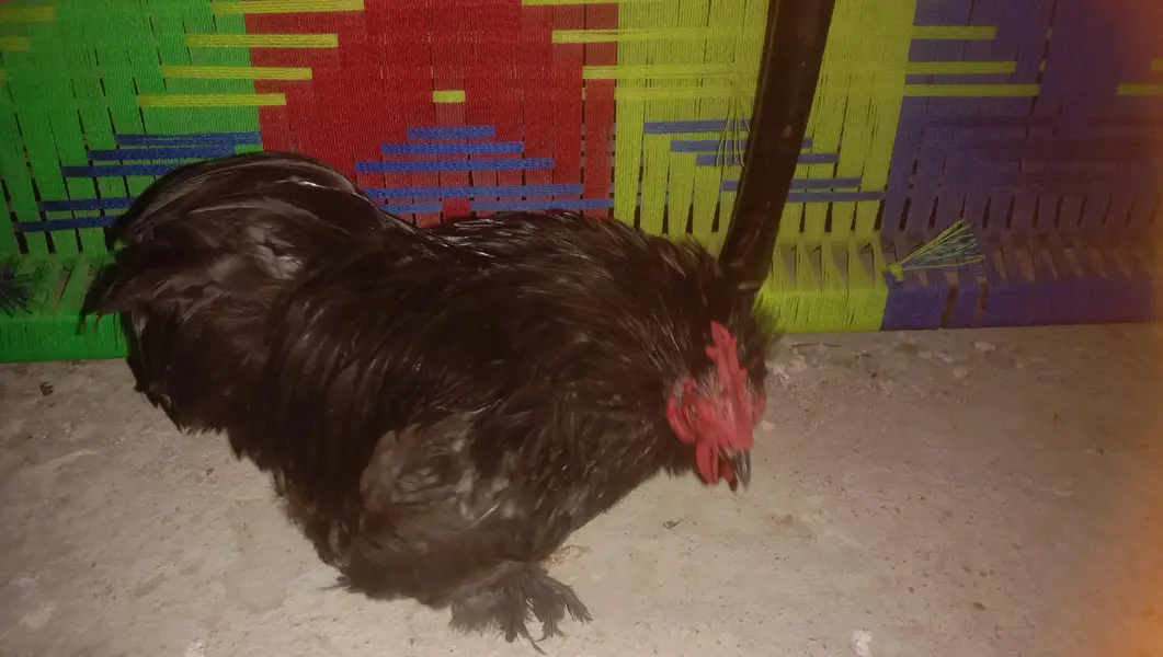 bantem male breeder — photo 2