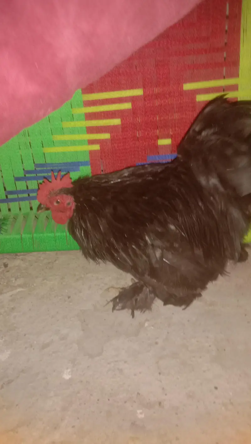 bantem male breeder — photo 3