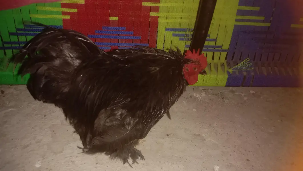 bantem male breeder — photo 4