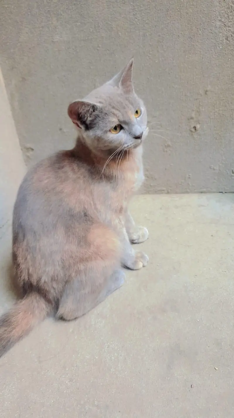 Dilute Calico / Blue-Cream (Domestic Medium Hair / Mix Persian) — photo 3
