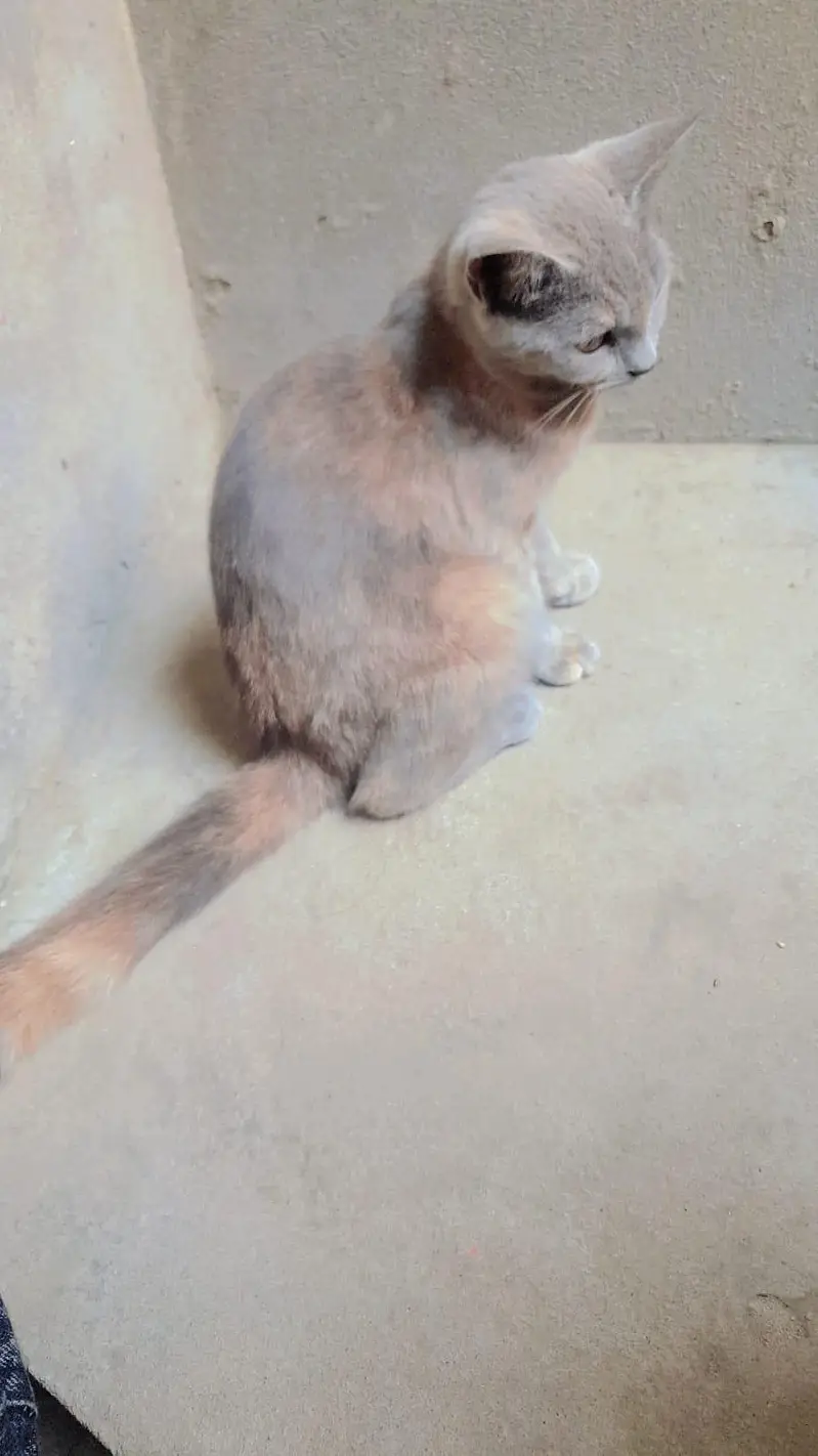 Dilute Calico / Blue-Cream (Domestic Medium Hair / Mix Persian) — photo 4