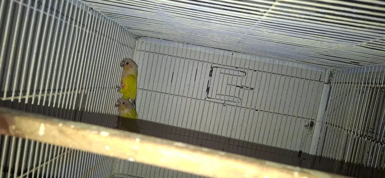 Conure and cocktail breader setup for sale. . . . — photo 2