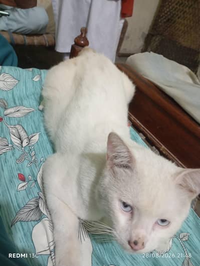 white male cat