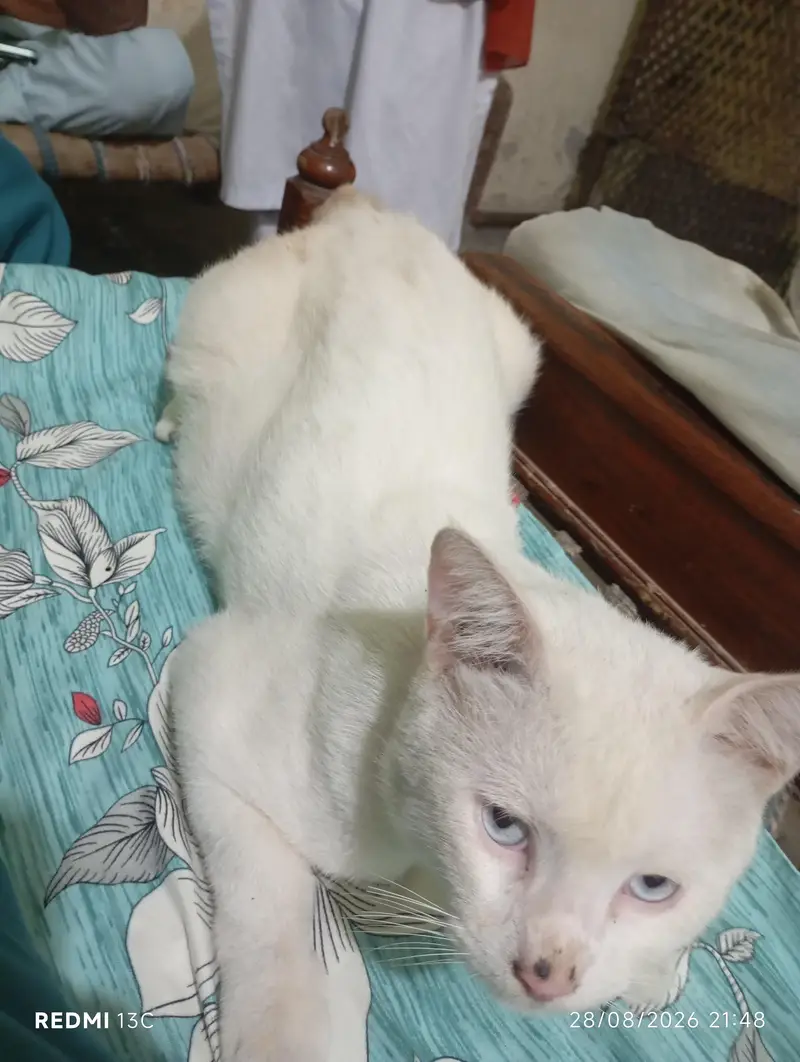 white male cat