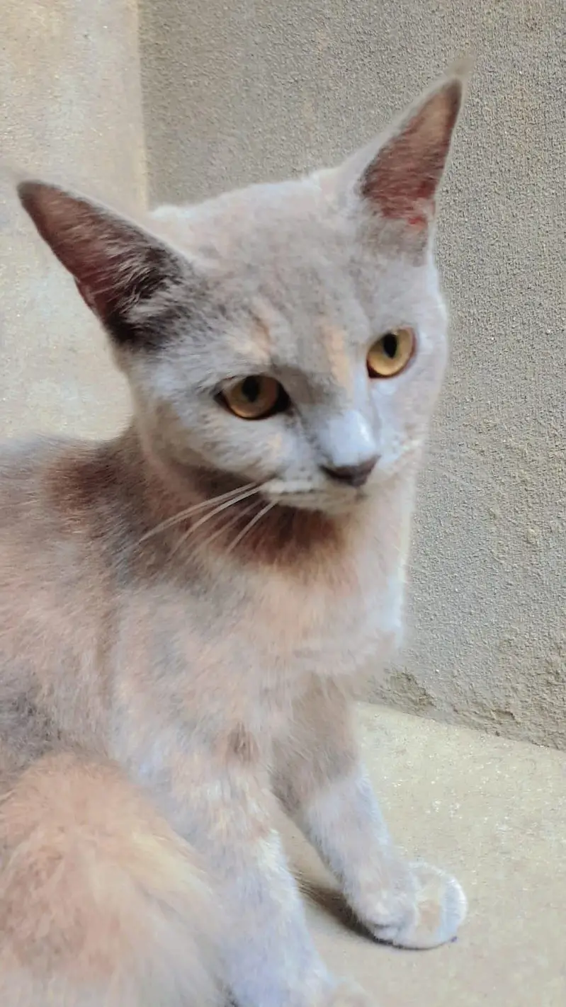 Dilute Calico / Blue-Cream (Domestic Medium Hair / Mix Persian) — photo 2