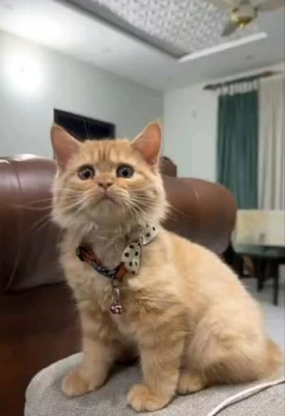 persian kitten