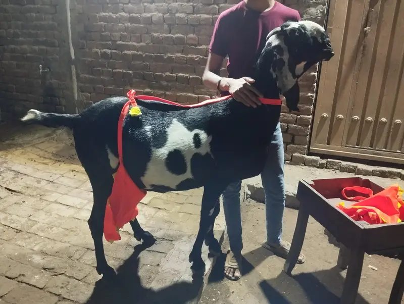 do betal goats for sale